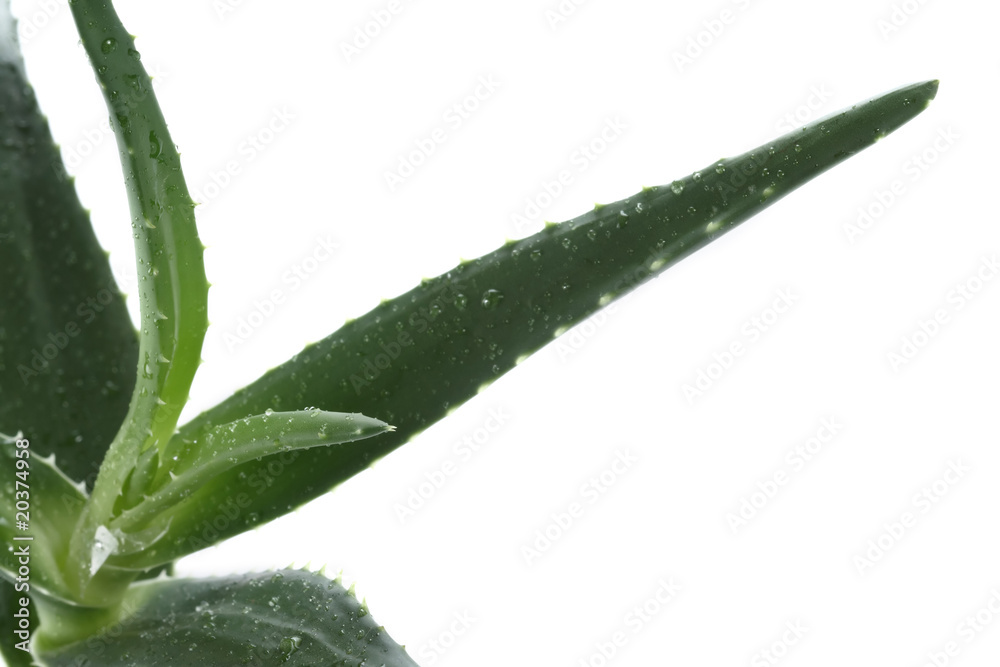 Aloe vera isolated on white Aloe vera isolated on white