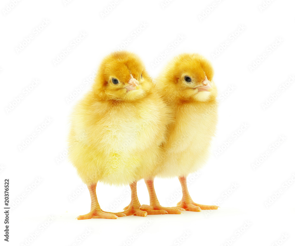 Obraz premium chickens