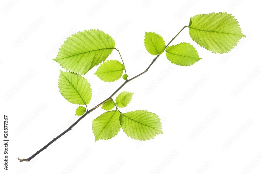 Fototapeta premium leaves isolated on white background