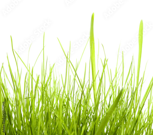 Green Grass isolated on white background