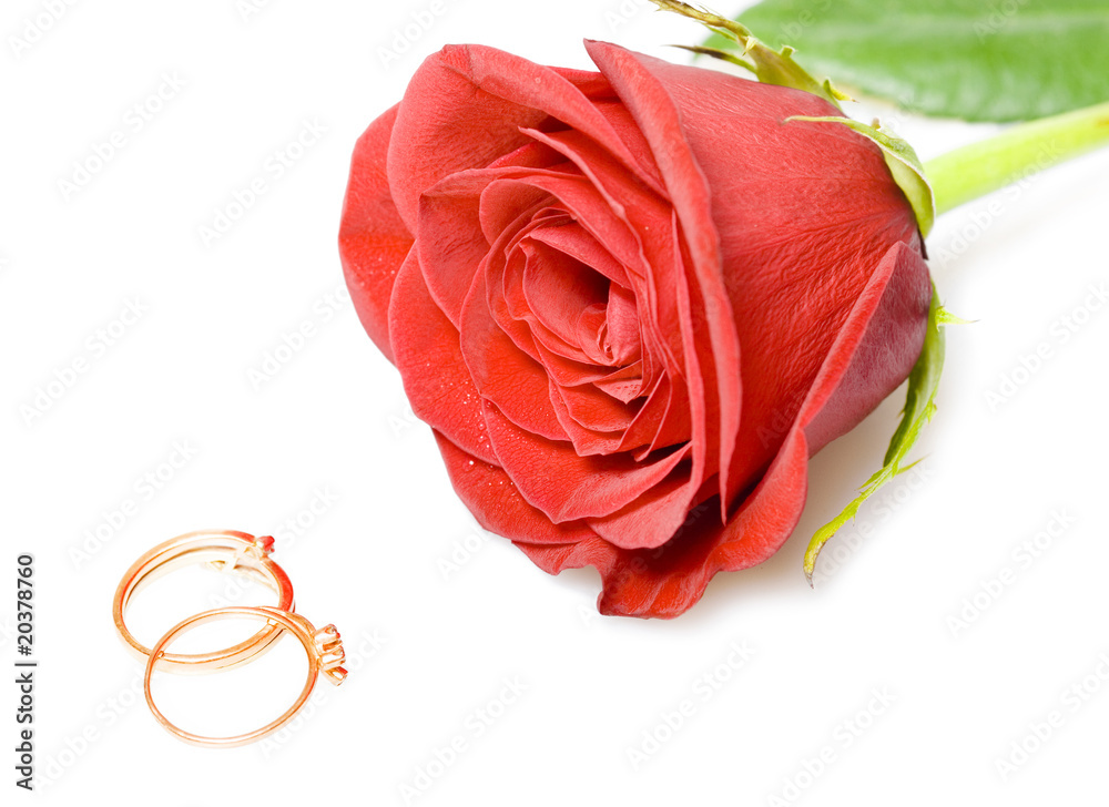rose for valentine's day rose for valentine's day