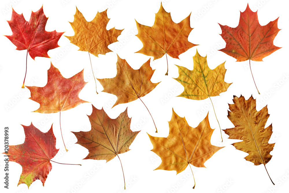 Set of fallen leaves.