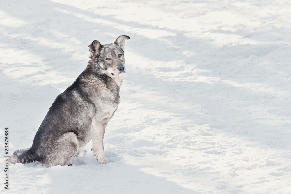 Naklejka premium mongrel dog sitting in snow with selective focus