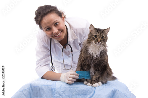 Vet have examination cat with sore leg (focus on cat)