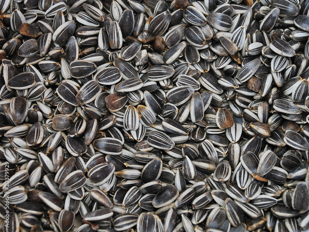 Sunflower Seeds Sunflower Seeds