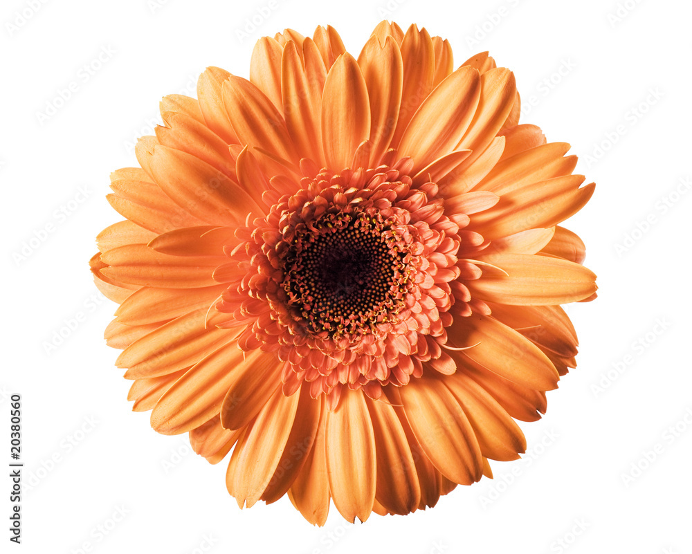 Daisy isolated on white background Daisy isolated on white background