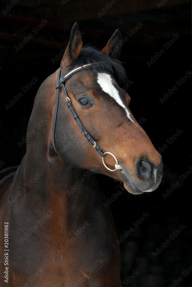 Obraz premium PORTRAIT OF PROUD BAY HORSE ON THE BLACK
