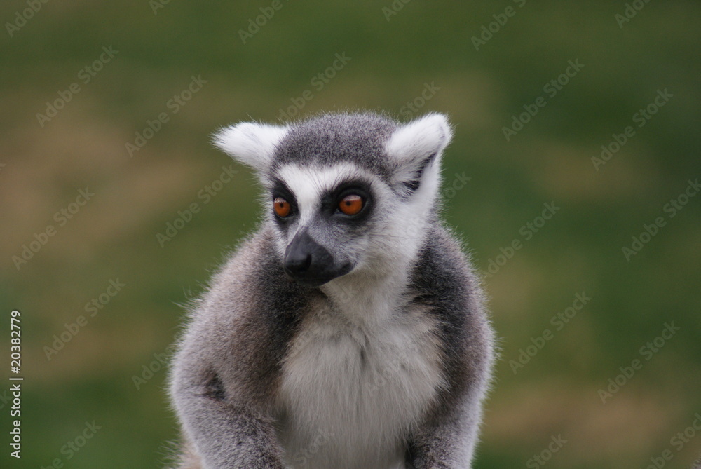 Ring-tailed Lemur Ring-tailed Lemur