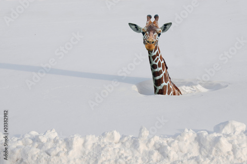 Giraffe in deep snow