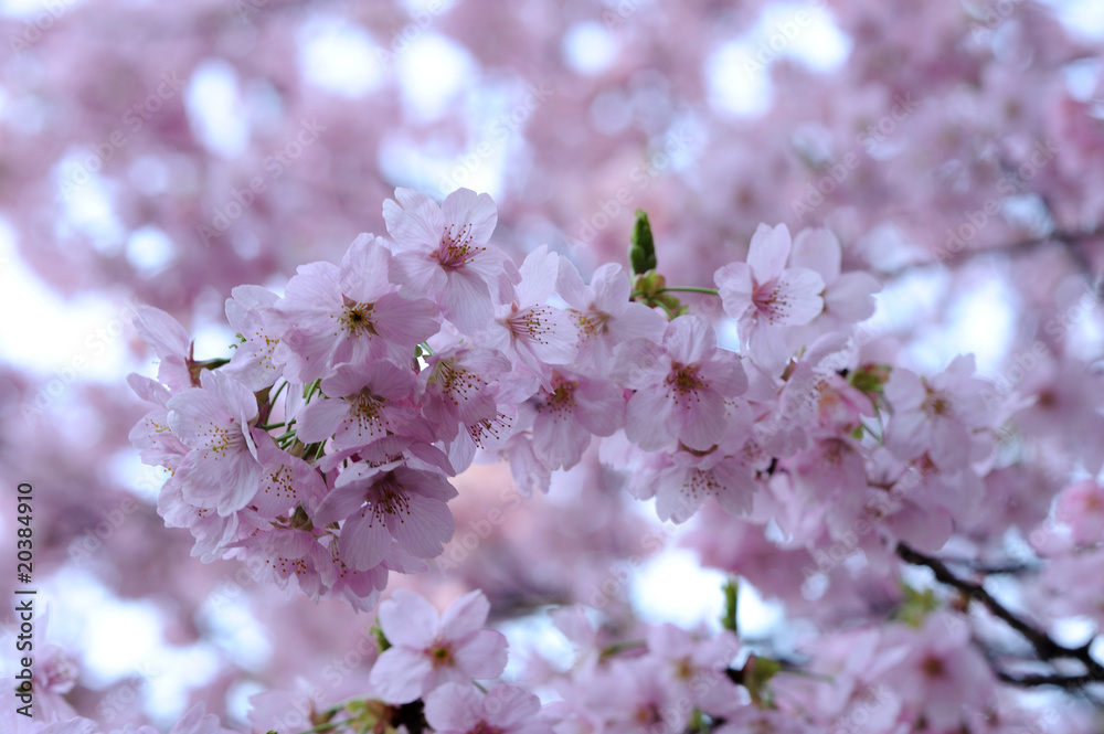 Obraz premium 桜花