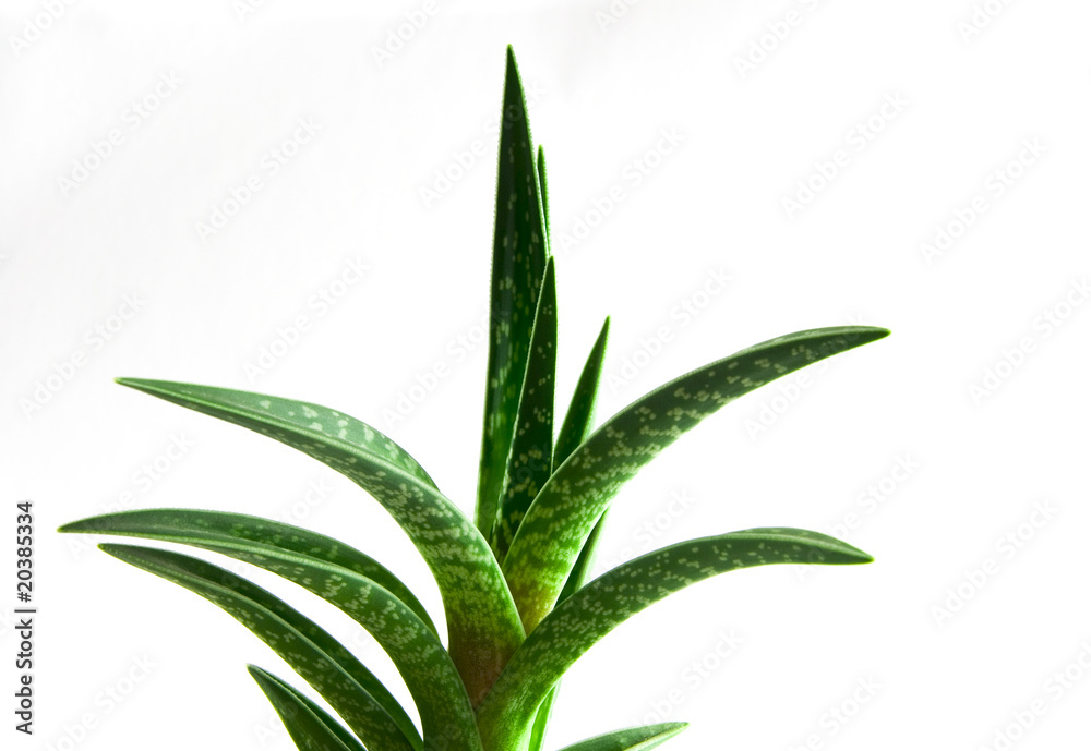 Aloe Vera Aloe Vera