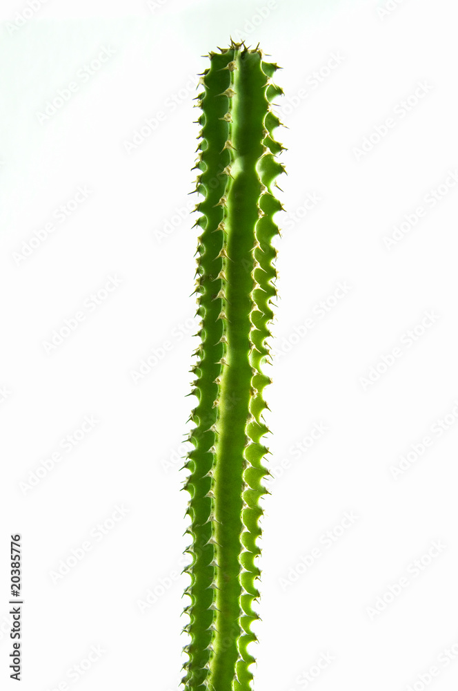 Naklejka premium Kaktus
