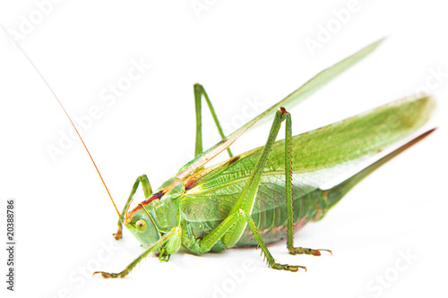 Locust isolated on white background. © 2happy