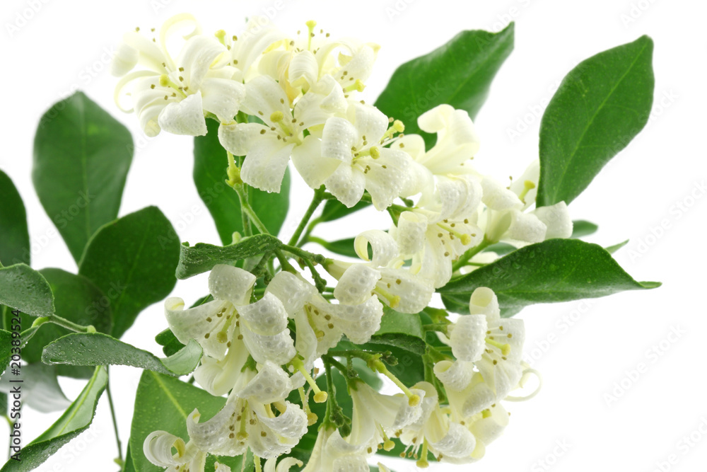 fleurs blanches murraya exotica fond blanc fleurs blanches murraya exotica fond blanc
