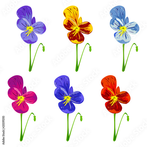 Set of different colored pansies