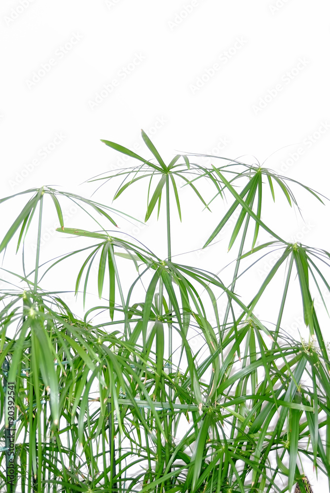 Obraz premium Zyperngras 01