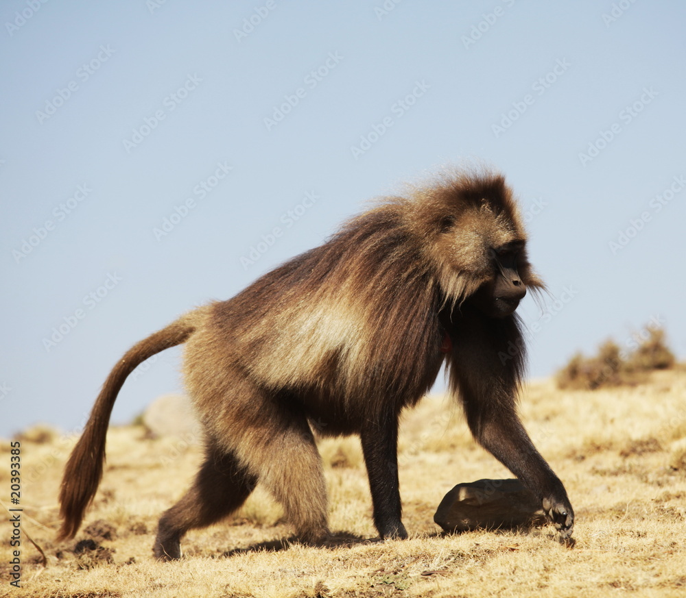 Fototapeta premium Monkey
