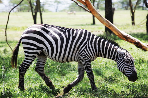 Zebra