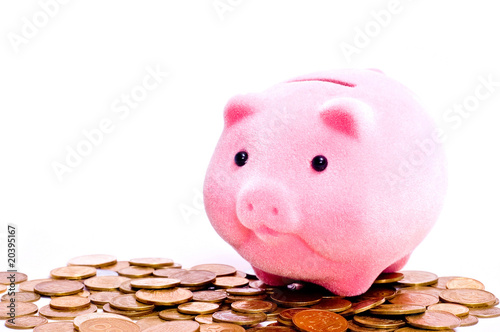 Pig on money
