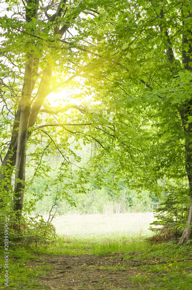 Obraz premium forest