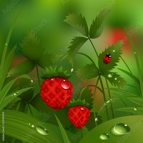 Wild strawberry in the morning forest
