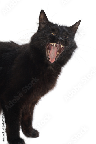 yawning black cat isolated on white.