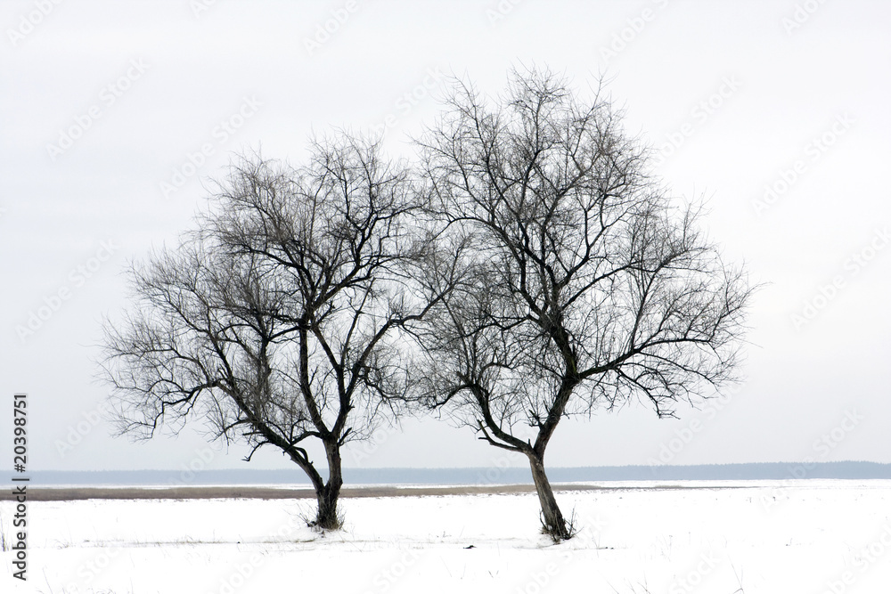 Fototapeta premium two tree on winter field