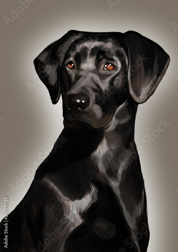 black labrador dog © awenart