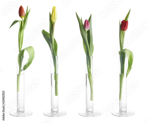 Fototapeta Naklejka Na Ścianę i Meble -  blumen10_0006