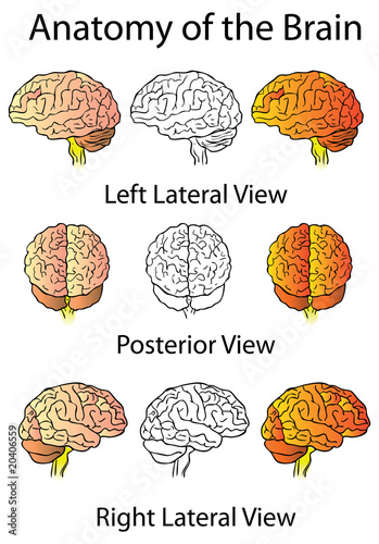 Medical Anatomy of the Brain Illustration