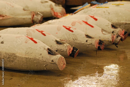 Thon rouge à Tsukiji 2