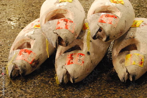 Thon rouge à Tsukiji 1
