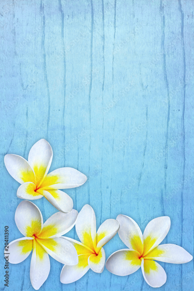 Obraz premium Frangipani on Blue