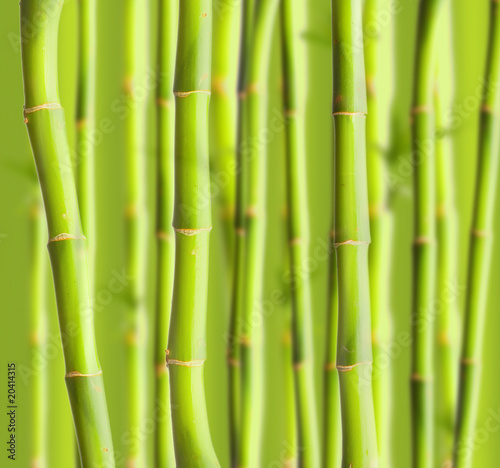 Fototapeta Naklejka Na Ścianę i Meble -  Green bamboo
