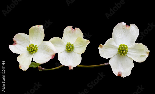 Dogwood with Clipping Path