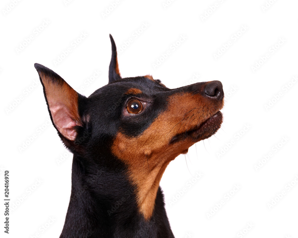Head ot the Minuture Pinscher Head ot the Minuture Pinscher