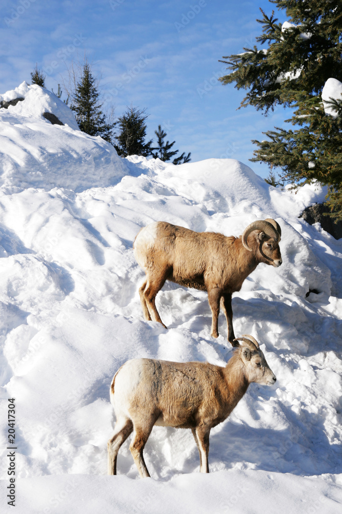 Naklejka premium Mountain goats