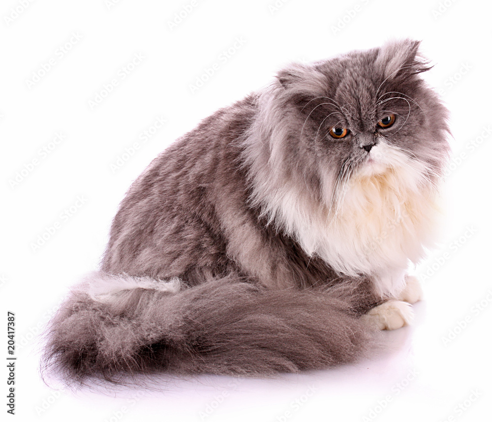 Bicolor persian cat isolated on white