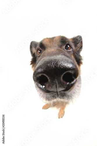 funny dog on the white background wide angle photo