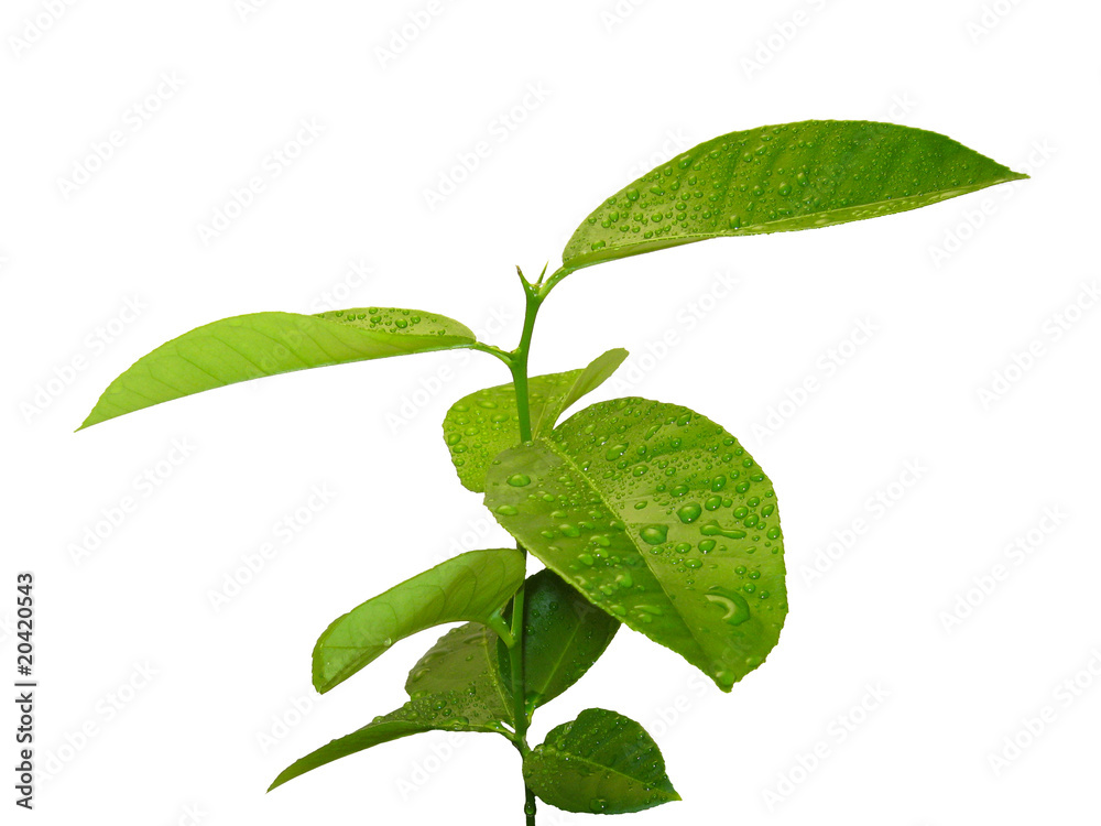 Fototapeta premium young lemon tree isolated on white