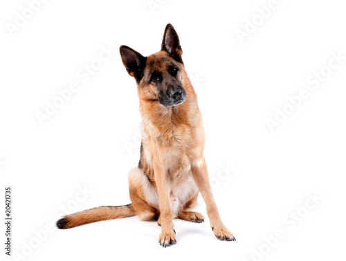 Schäferhund 1