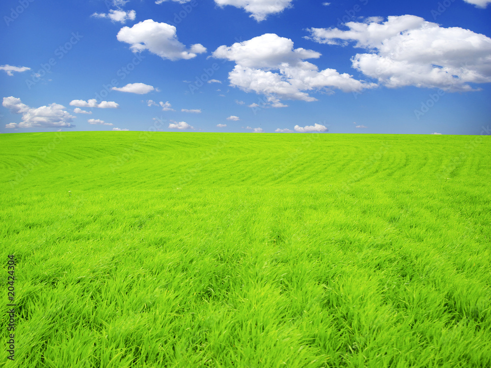 Fototapeta premium meadow