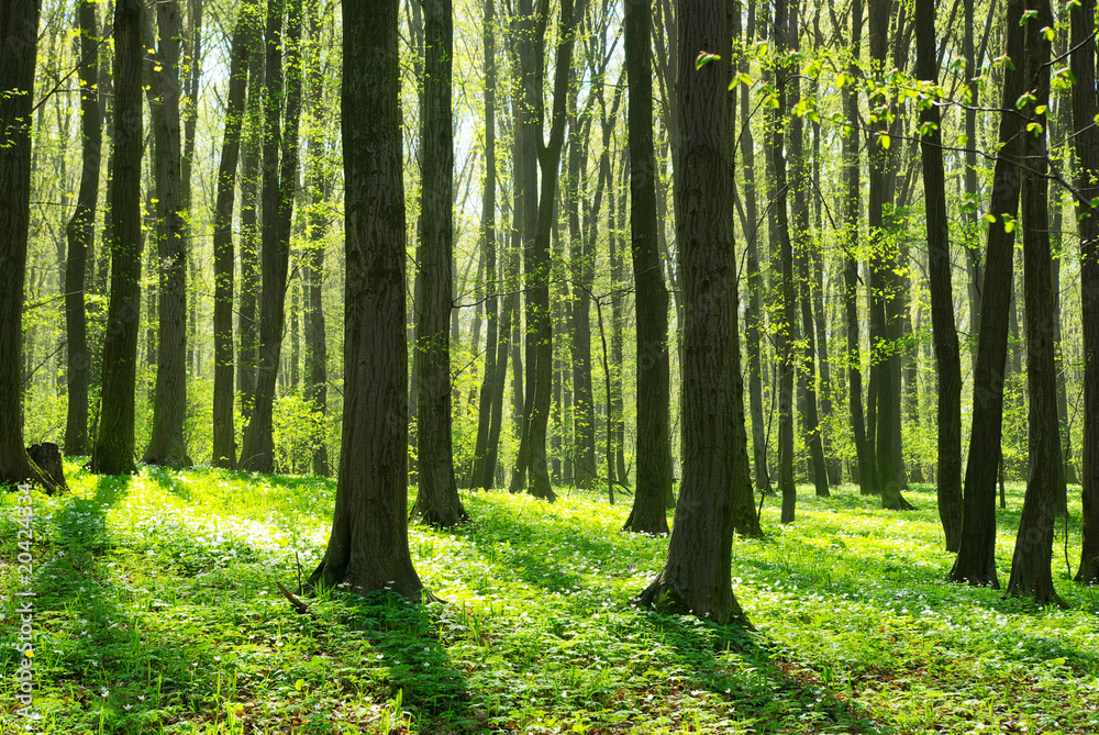 green forest green forest