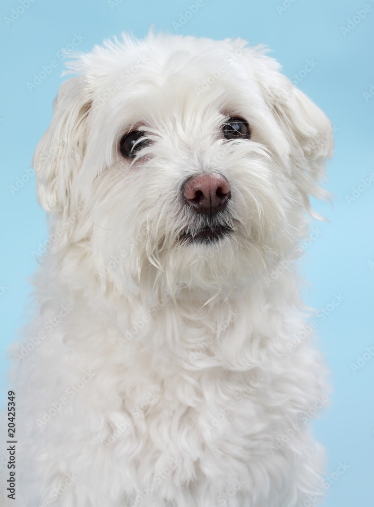 white bichon white bichon
