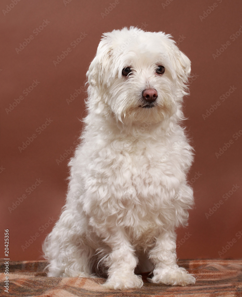 white bichon