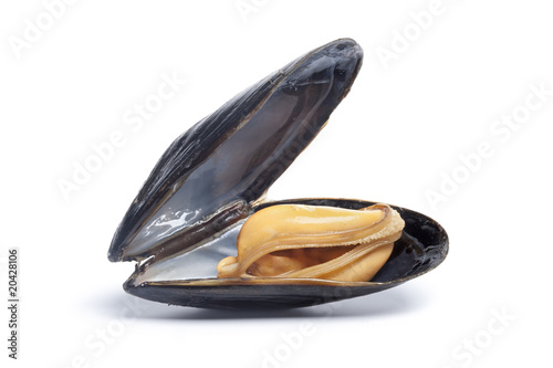 One single cooked mussel on white background