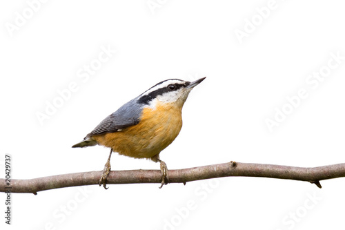 red-breasted nuthatch perched on a branch in search of food