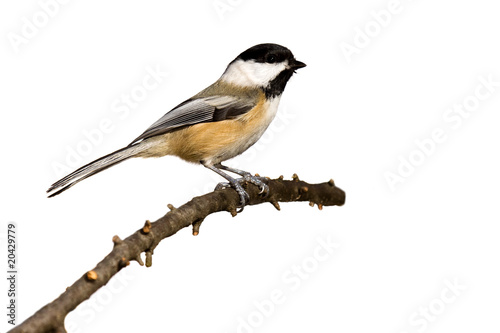black-capped chickadee perched on a branch prepares for flight