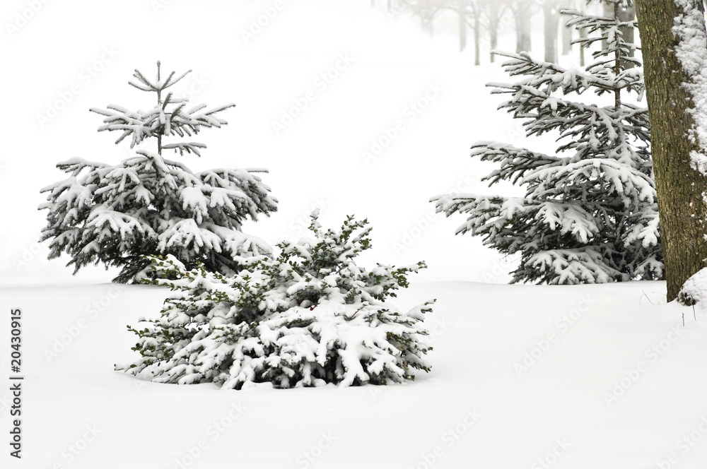 custom made wallpaper toronto digitalwinter trees