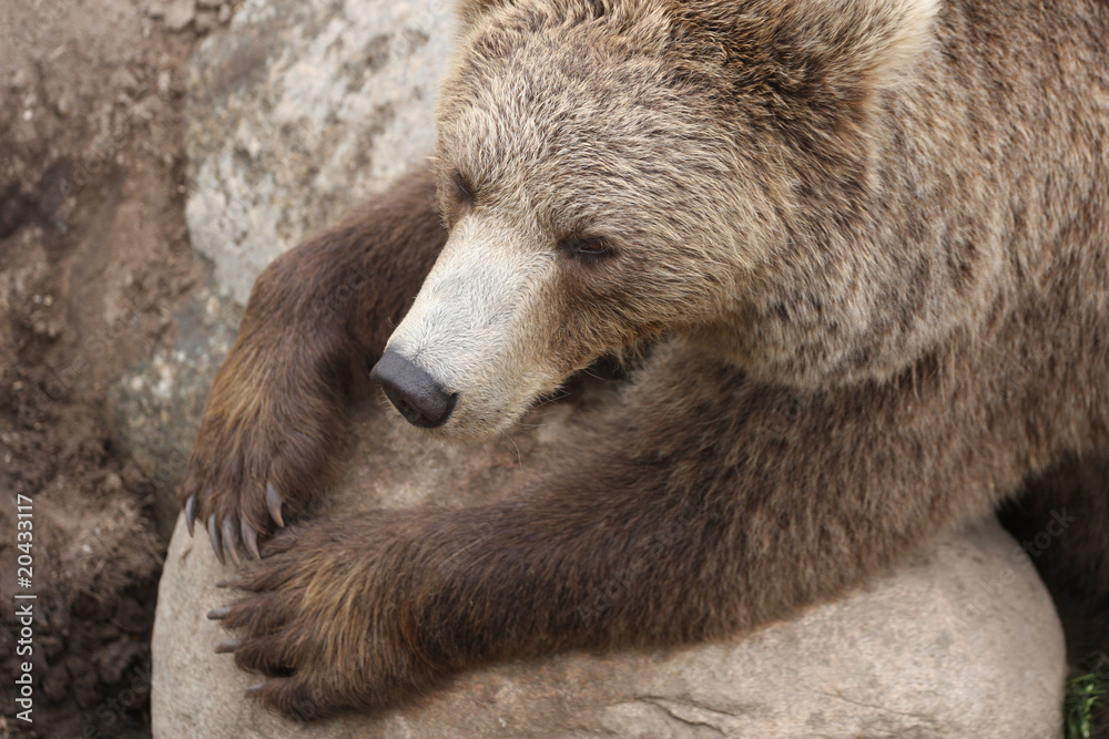 Fototapeta premium Brown bear